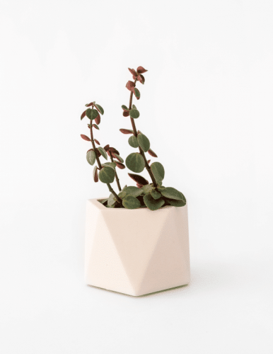 Mare Planter Medium