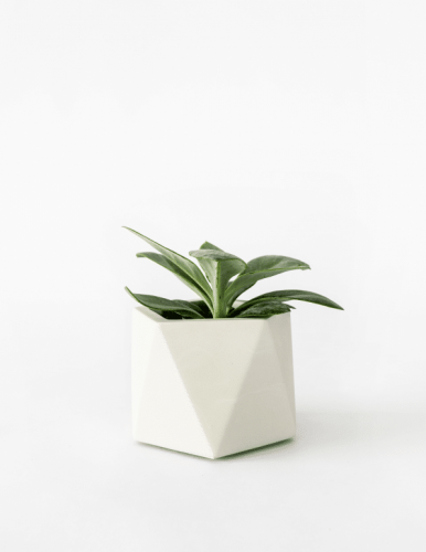 Mare Planter Medium