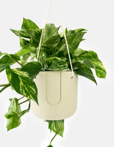 Nelson Hanging Planter