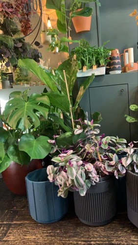 Planten